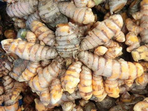 dulaw plant|TURMERIC (LUYANG DILAW) .
